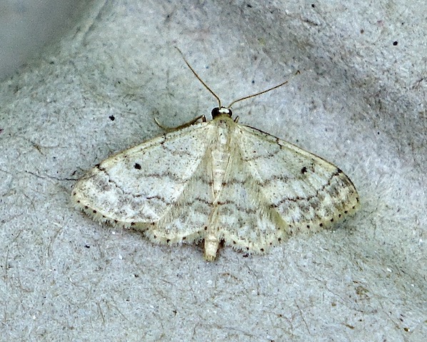 small fan-footed wave